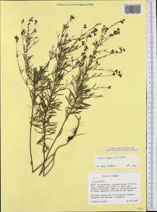 Linaria repens (L.) Mill., Western Europe (EUR) (France)