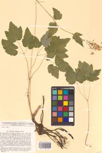 Thalictrum tuberiferum Maxim., Siberia, Russian Far East (S6) (Russia)