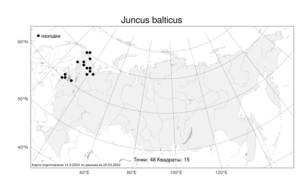 Juncus balticus Willd., Atlas of the Russian Flora (FLORUS) (Russia)