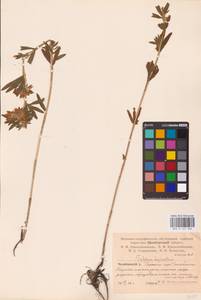 Trifolium lupinaster L., Eastern Europe, Eastern region (E10) (Russia)