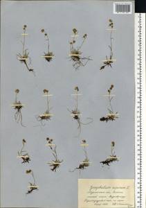 Omalotheca supina (L.) DC., Eastern Europe, Northern region (E1) (Russia)