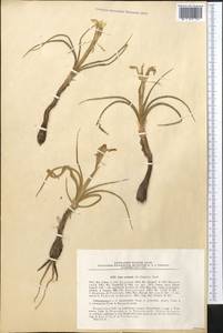 Iris narbutii O.Fedtsch., Middle Asia, Syr-Darian deserts & Kyzylkum (M7) (Kazakhstan)