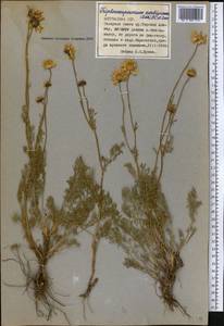 Tripleurospermum ambiguum (Ledeb.) Franch. & Sav., Middle Asia, Northern & Central Tian Shan (M4) (Kyrgyzstan)