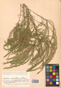 Lepidium densiflorum Schrad., Eastern Europe, Lower Volga region (E9) (Russia)