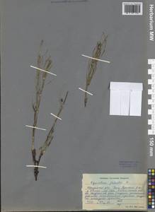 Equisetum palustre L., Siberia, Baikal & Transbaikal region (S4) (Russia)