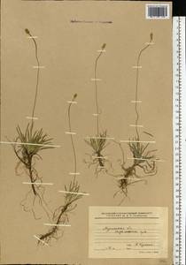 Tofieldia pusilla (Michx.) Pers., Eastern Europe, Northern region (E1) (Russia)