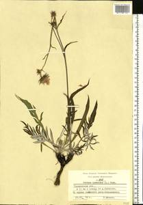 Jurinea cyanoides (L.) Rchb., Eastern Europe, Volga-Kama region (E7) (Russia)