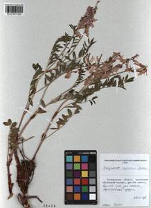 KUZ 001 323, Hedysarum neglectum Ledeb., Siberia, Altai & Sayany Mountains (S2) (Russia)