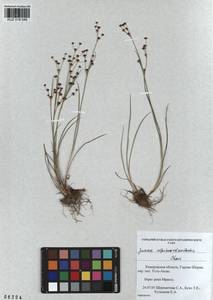 Juncus alpinoarticulatus Chaix, Siberia, Altai & Sayany Mountains (S2) (Russia)