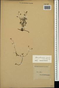 Helianthemum canum (L.) Baumg., Crimea (KRYM) (Russia)