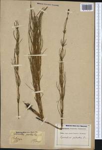 Equisetum palustre L., Western Europe (EUR) (Germany)
