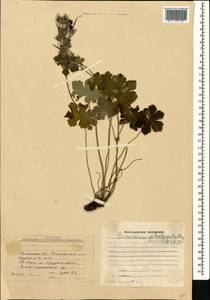 Geranium platypetalum Fisch. & C.A. Mey., Caucasus, Armenia (K5) (Armenia)