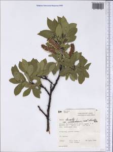 Salix richardsonii Hook., America (AMER) (Canada)