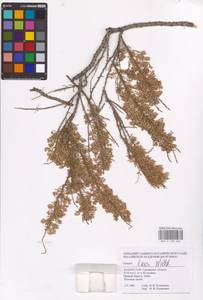 Tamarix laxa Willd., Middle Asia, Caspian Ustyurt & Northern Aralia (M8) (Kazakhstan)