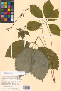 Parthenocissus quinquefolia (L.) Planch., Eastern Europe, Moscow region (E4a) (Russia)