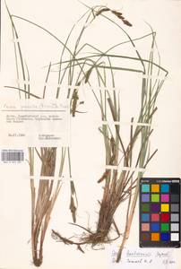 Carex hartmanii Cajander, Eastern Europe, Lithuania (E2a) (Lithuania)