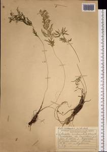 Seseli condensatum (L.) Rchb. fil., Siberia, Baikal & Transbaikal region (S4) (Russia)