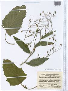 Lapsana communis subsp. grandiflora (M. Bieb.) P. D. Sell, Eastern Europe, North-Western region (E2) (Russia)