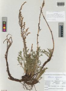 Artemisia pubescens Ledeb., Siberia, Altai & Sayany Mountains (S2) (Russia)