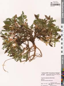 Oxytropis nigrescens (Pall.) Fisch. ex DC., Siberia, Central Siberia (S3) (Russia)