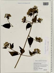 Chromolaena odorata (L.) R. King & H. Rob., South Asia, South Asia (Asia outside ex-Soviet states and Mongolia) (ASIA) (Vietnam)