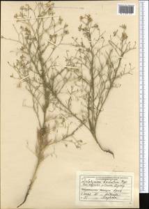 Delphinium barbatum Bunge, Middle Asia, Western Tian Shan & Karatau (M3) (Kazakhstan)