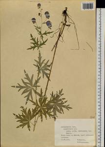 Aconitum, Siberia, Central Siberia (S3) (Russia)