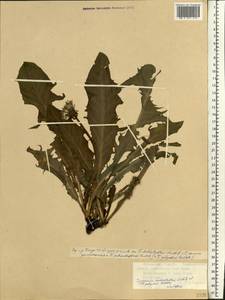 Taraxacum stenoglossum Brenner, Eastern Europe, Northern region (E1) (Russia)