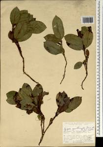 Epigaea gaultherioides (Boiss.) Takht., South Asia, South Asia (Asia outside ex-Soviet states and Mongolia) (ASIA) (Turkey)