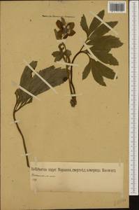 Helleborus niger L., Western Europe (EUR) (Germany)