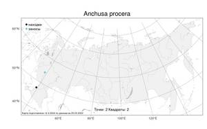 Anchusa procera Besser ex Link, Atlas of the Russian Flora (FLORUS) (Russia)