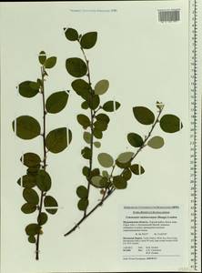 Cotoneaster melanocarpus G. Lodd., Eastern Europe, Northern region (E1) (Russia)