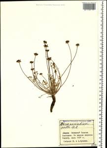 Chamaesciadium acaule (M. Bieb.) Boiss., Caucasus, Stavropol Krai, Karachay-Cherkessia & Kabardino-Balkaria (K1b) (Russia)