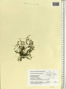 Callitriche cophocarpa Sendtn., Eastern Europe, Central region (E4) (Russia)