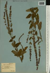 Salvia nemorosa subsp. pseudosylvestris (Stapf) Bornm., Eastern Europe, South Ukrainian region (E12) (Ukraine)