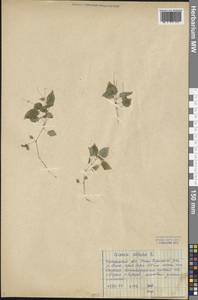 Circaea alpina L., Siberia, Baikal & Transbaikal region (S4) (Russia)