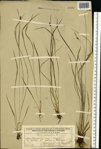 Carex cespitosa L., Eastern Europe, Volga-Kama region (E7) (Russia)