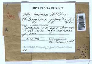 Pellia neesiana (Gottsche) Limpr., Bryophytes, Bryophytes - Novgorod & Pskov Oblasts (B5) (Russia)
