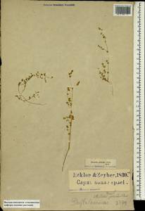 Adenogramma glomerata (L. fil.) Druce, Africa (AFR) (South Africa)
