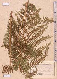 Athyrium monomachii (Kom.) Kom., Siberia, Altai & Sayany Mountains (S2) (Russia)