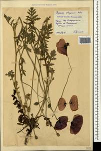 Papaver rhoeas subsp. strigosum (Boenn.) Pignatti, Crimea (KRYM) (Russia)