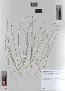 KUZ 002 552, Carex pauciflora Lightf., Siberia, Altai & Sayany Mountains (S2) (Russia)