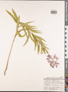 Chamaenerion angustifolium (L.) Scop., Eastern Europe, Central region (E4) (Russia)