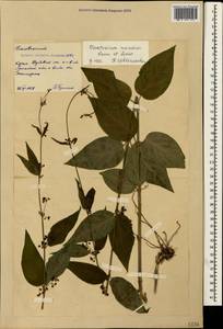 Vincetoxicum scandens Sommier & Levier, Crimea (KRYM) (Russia)