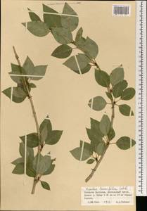 Populus laurifolia Ledeb., Mongolia (MONG) (Mongolia)