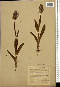 Dactylorhiza urvilleana (Steud.) H.Baumann & Künkele, Caucasus, Azerbaijan (K6) (Azerbaijan)