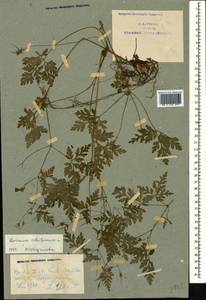 Geranium robertianum L., Caucasus, Azerbaijan (K6) (Azerbaijan)