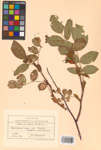 Rosa acicularis Lindl., Siberia, Russian Far East (S6) (Russia)