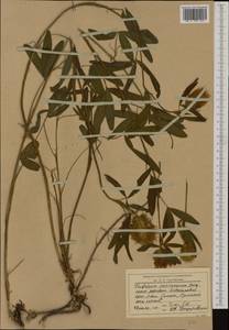 Trifolium pannonicum Jacq., Western Europe (EUR) (Romania)