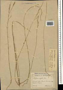 Bufonia tenuifolia L., Crimea (KRYM) (Russia)